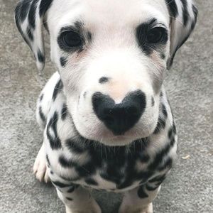 Meet your Posher, Cedric